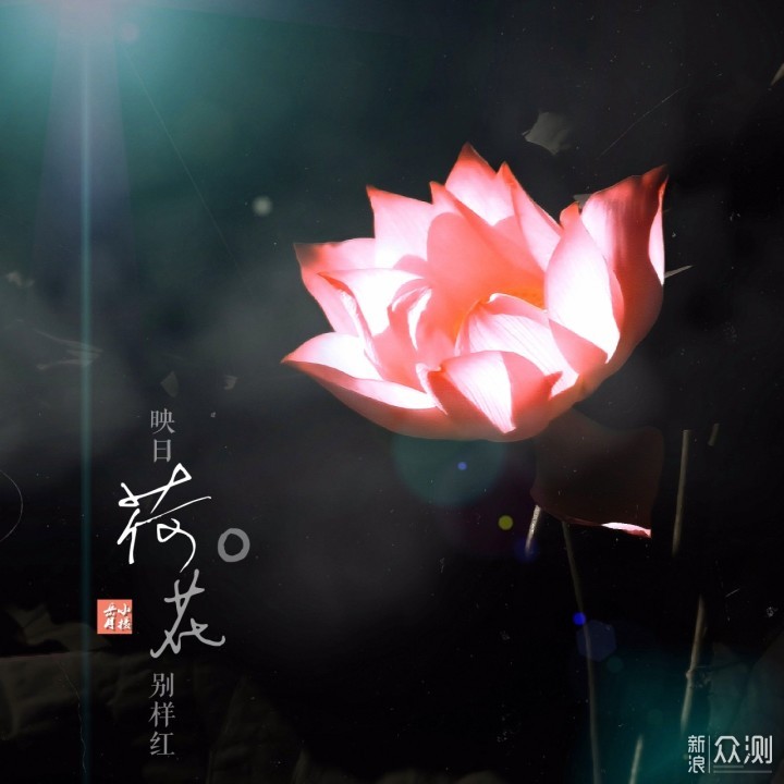 逆光“拍曝”的花草｜教你手机加“炫光”拯救_新浪众测