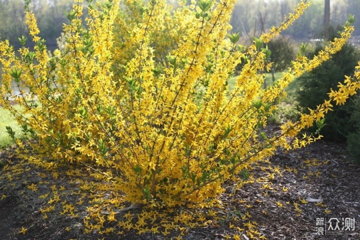 秋季种上9种鳞茎花卉，7种灌木植物，来年春季院子开满花