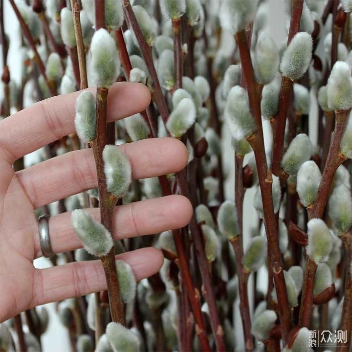 秋季种上9种鳞茎花卉，7种灌木植物，来年春季院子开满花