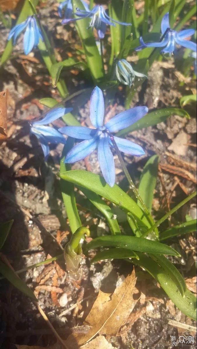 秋季种上9种鳞茎花卉，7种灌木植物，来年春季院子开满花