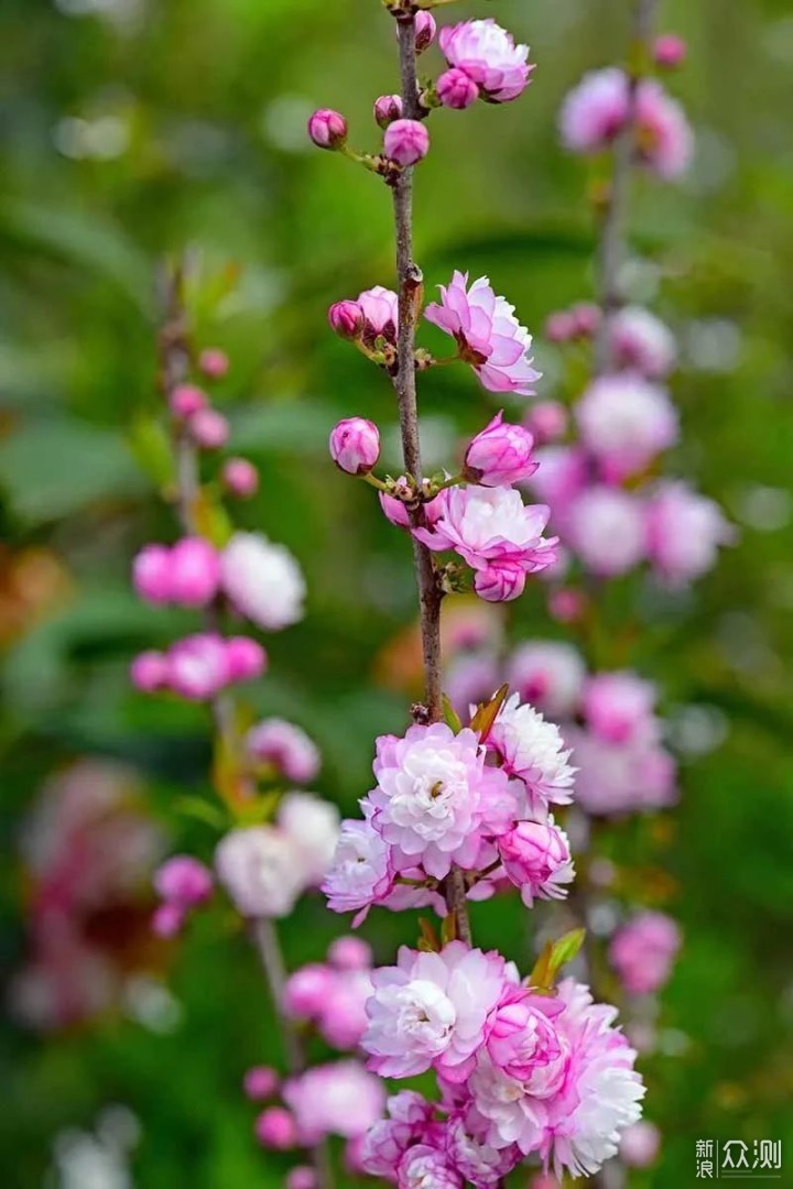 秋季种上9种鳞茎花卉，7种灌木植物，来年春季院子开满花