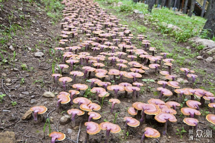 周末去哪里？京西小西藏走山脊、住木屋、采蘑菇、吃山野菜