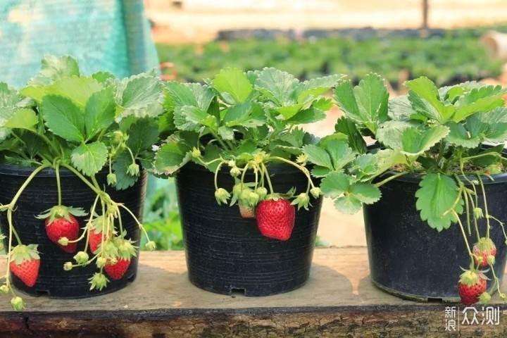 夏季养盆栽草莓有什么要注意的，如何防治灰霉病