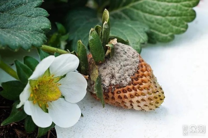 夏季养盆栽草莓有什么要注意的，如何防治灰霉病