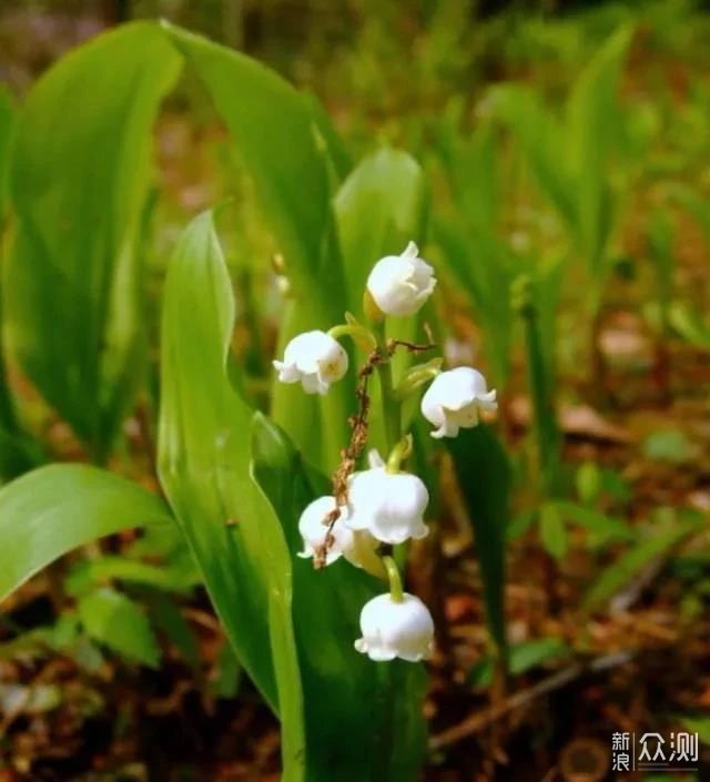 秋季种上9种鳞茎花卉，7种灌木植物，来年春季院子开满花