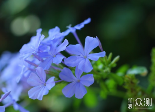 花卉摄影蓝雪花咋拍？3个思路拍夏日幽兰清凉_新浪众测