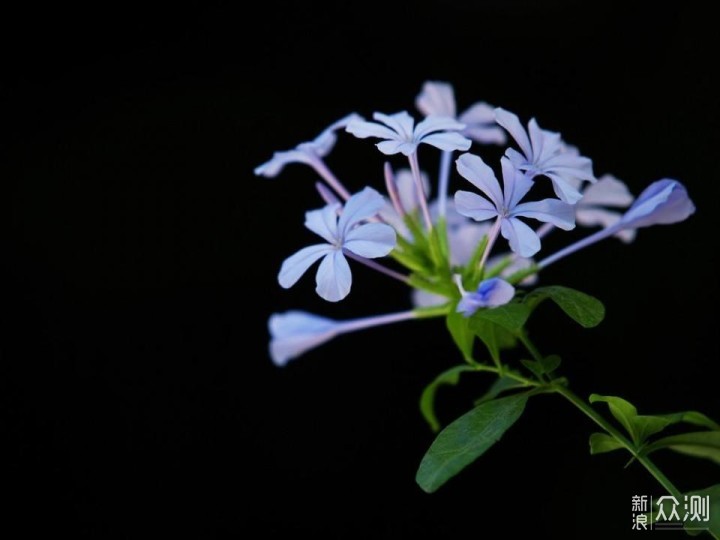 花卉摄影蓝雪花咋拍？3个思路拍夏日幽兰清凉_新浪众测