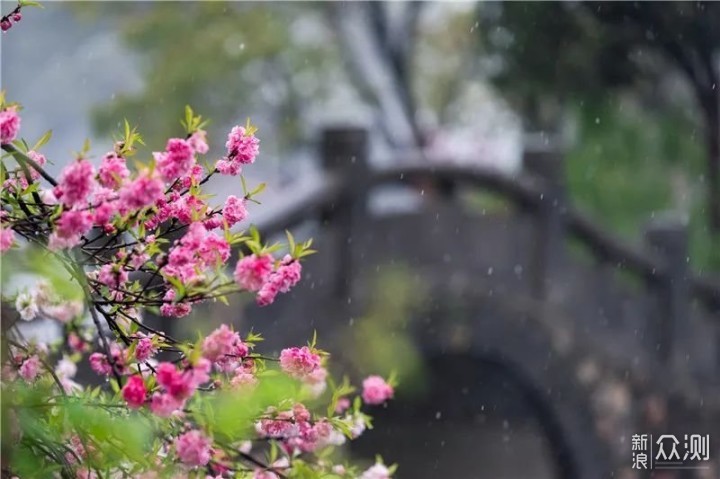 6个摄影思路，拍摄绿映红和江南烟雨之美_新浪众测