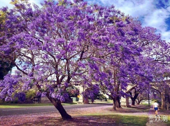 蓝楹花咋拍好看？3张照片给你3个建议开拓思维_新浪众测