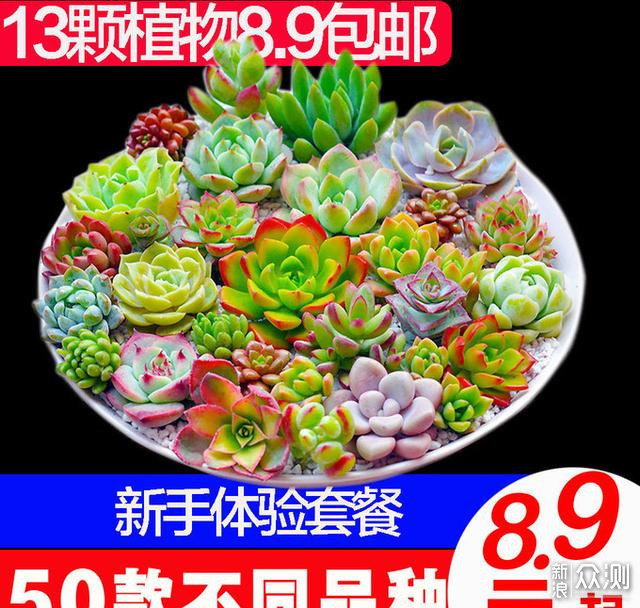 #初秋#一篇让你丧失理智的多肉植物种草指南_新浪众测