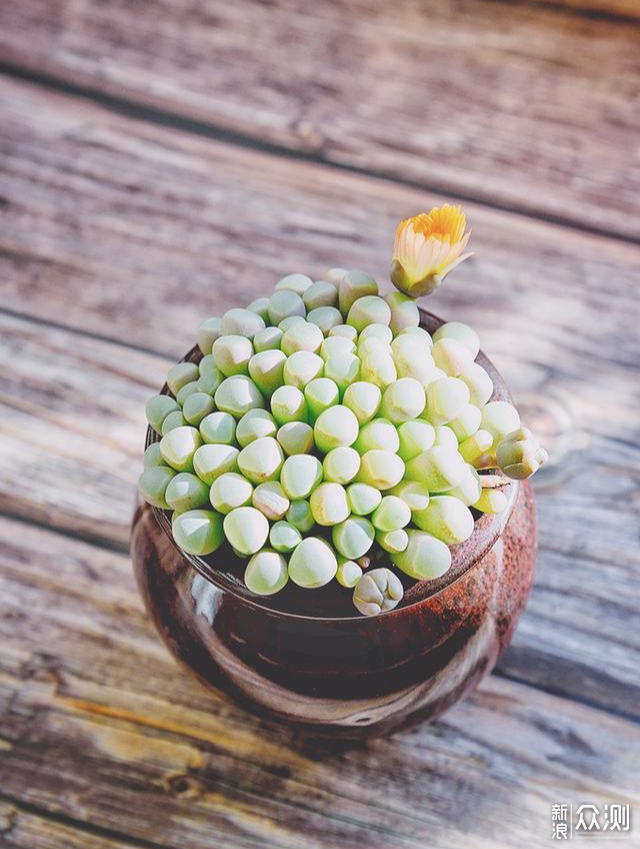 #初秋#一篇让你丧失理智的多肉植物种草指南_新浪众测