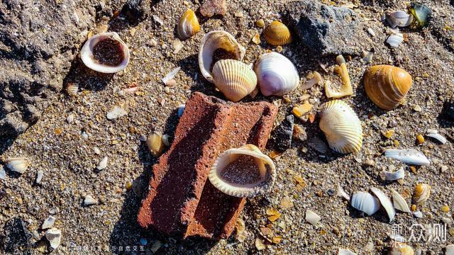 环渤海海岸带上，有一条绵延76千米的古贝壳堤_新浪众测