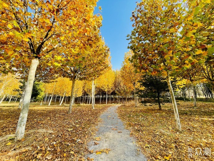 iPhone 12 Pro镜头下的秋色：艳丽起来也不错_新浪众测