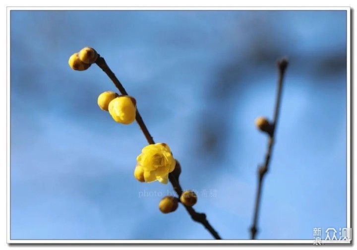 绍兴沈园腊梅花开，幽香你闻到了吗？_新浪众测