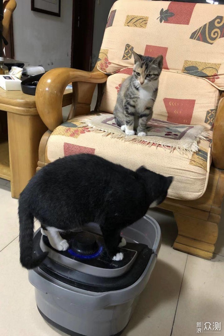 迎接猫猫回家：新手养猫必备物品_新浪众测