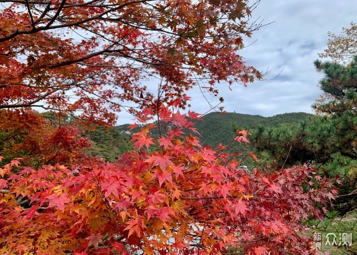 庐山印象之十一，难忘你秋日醉人的红枫_新浪众测