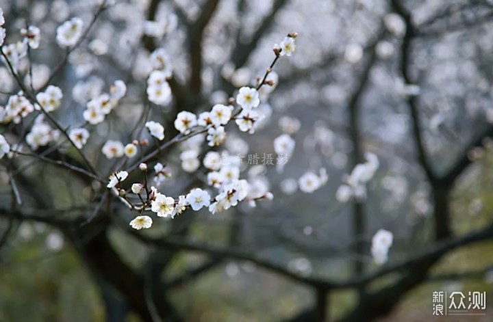 绍兴上虞梅花谷，红梅白梅香满园，春光无限好_新浪众测