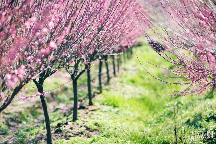 绍兴上虞梅花谷，红梅白梅香满园，春光无限好_新浪众测