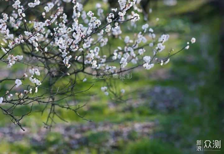 绍兴上虞梅花谷，红梅白梅香满园，春光无限好_新浪众测