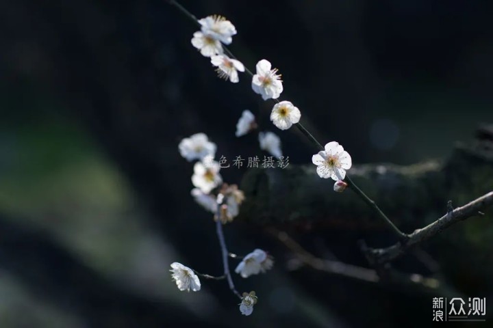 绍兴上虞梅花谷，红梅白梅香满园，春光无限好_新浪众测