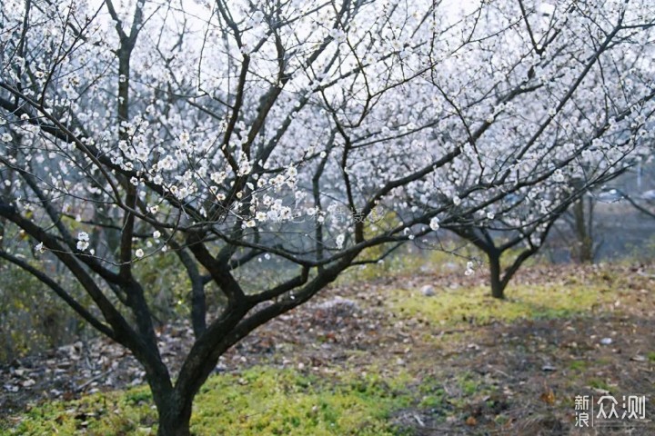 绍兴上虞梅花谷，红梅白梅香满园，春光无限好_新浪众测