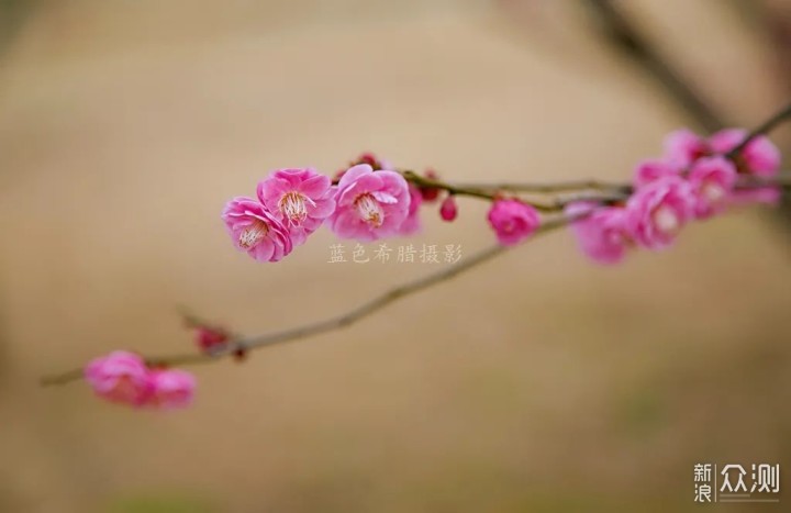 绍兴上虞梅花谷，红梅白梅香满园，春光无限好_新浪众测