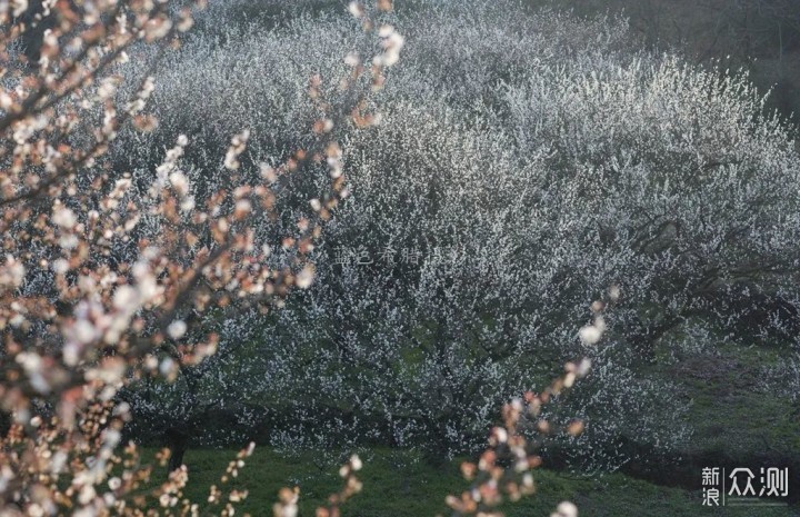 绍兴上虞梅花谷，红梅白梅香满园，春光无限好_新浪众测