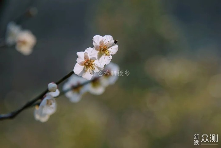 绍兴上虞梅花谷，红梅白梅香满园，春光无限好_新浪众测