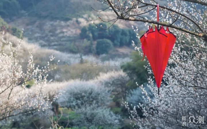 绍兴上虞梅花谷，红梅白梅香满园，春光无限好_新浪众测