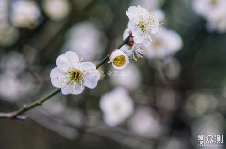 绍兴上虞梅花谷，红梅白梅香满园，春光无限好_新浪众测