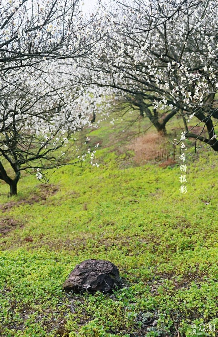 绍兴上虞梅花谷，红梅白梅香满园，春光无限好_新浪众测