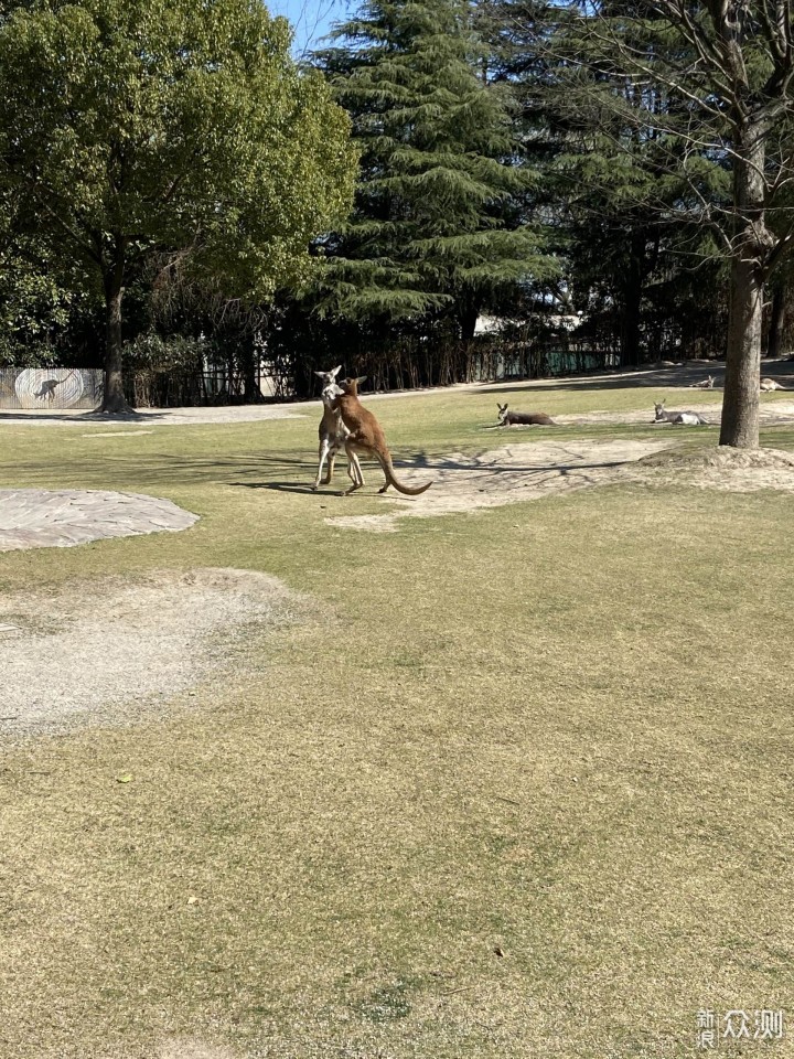 上野快闪，探秘棕熊事件后的上海野生动物园_新浪众测