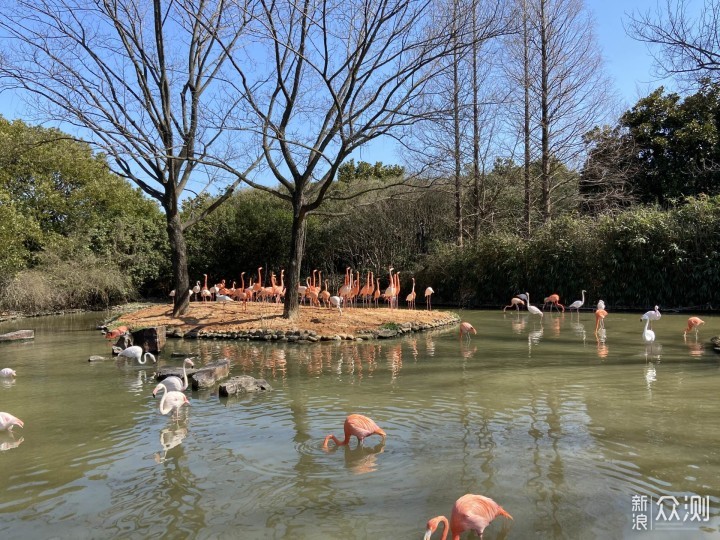 上野快闪，探秘棕熊事件后的上海野生动物园_新浪众测