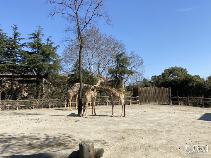 上野快闪，探秘棕熊事件后的上海野生动物园_新浪众测