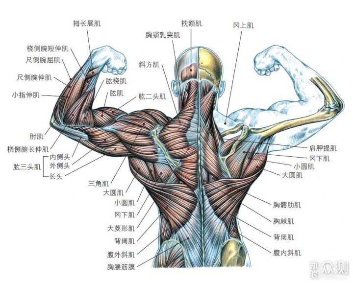 从男士的5种体型说穿搭要点，附春装案例_新浪众测