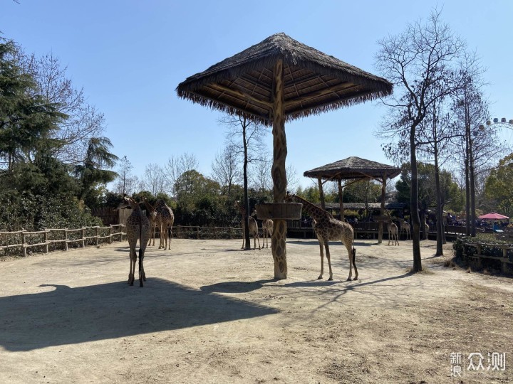 上野快闪，探秘棕熊事件后的上海野生动物园_新浪众测