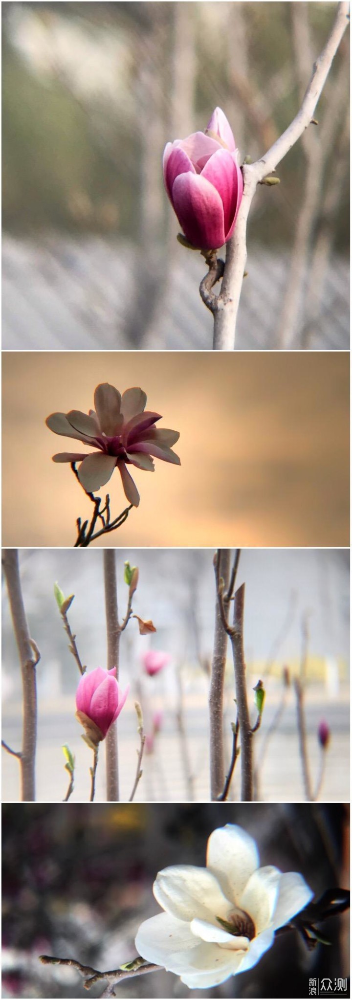 春暖花开季，手机如何拍美各种小花小草？_新浪众测