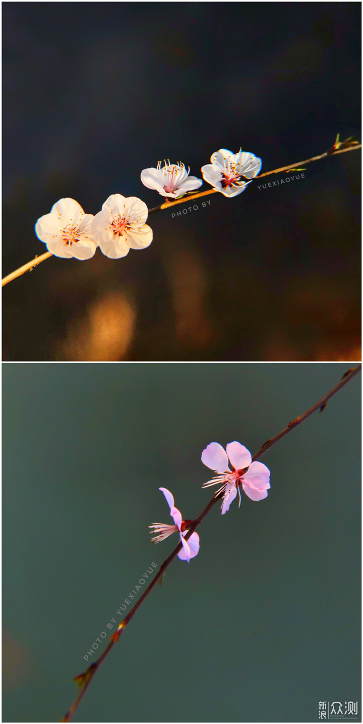 天津游园赏花好去处｜带你游十里“桃花堤”_新浪众测