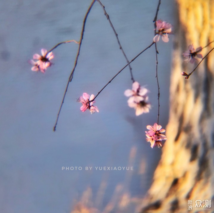 天津游园赏花好去处｜带你游十里“桃花堤”_新浪众测