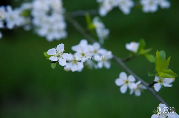 春花咋拍出唯美清新感？3个实用拍花技巧送你_新浪众测