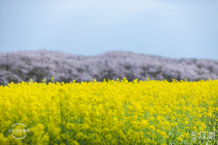 自驾春游郎溪，五颜六色的花花谁不爱_新浪众测