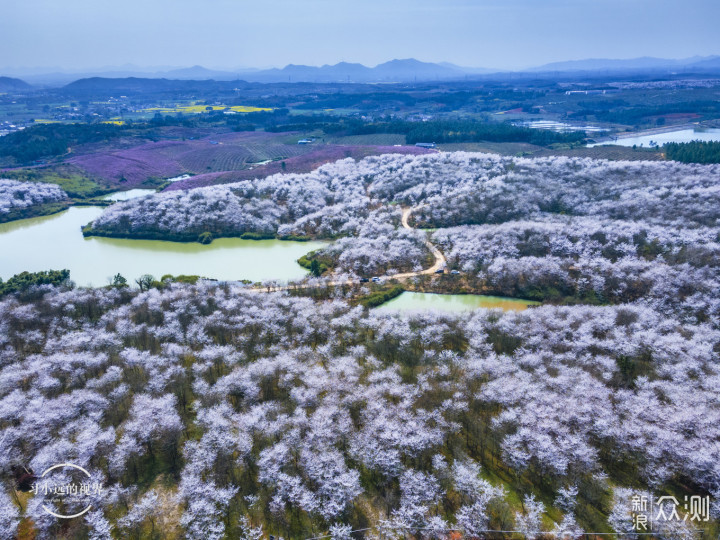 自驾春游郎溪，五颜六色的花花谁不爱_新浪众测