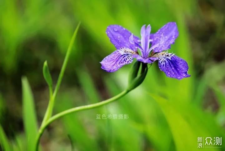 暮春，我镜头里的紫色鸢尾花，翩翩起舞_新浪众测