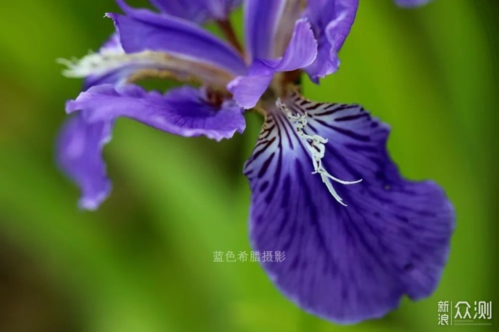 暮春，我镜头里的紫色鸢尾花，翩翩起舞_新浪众测