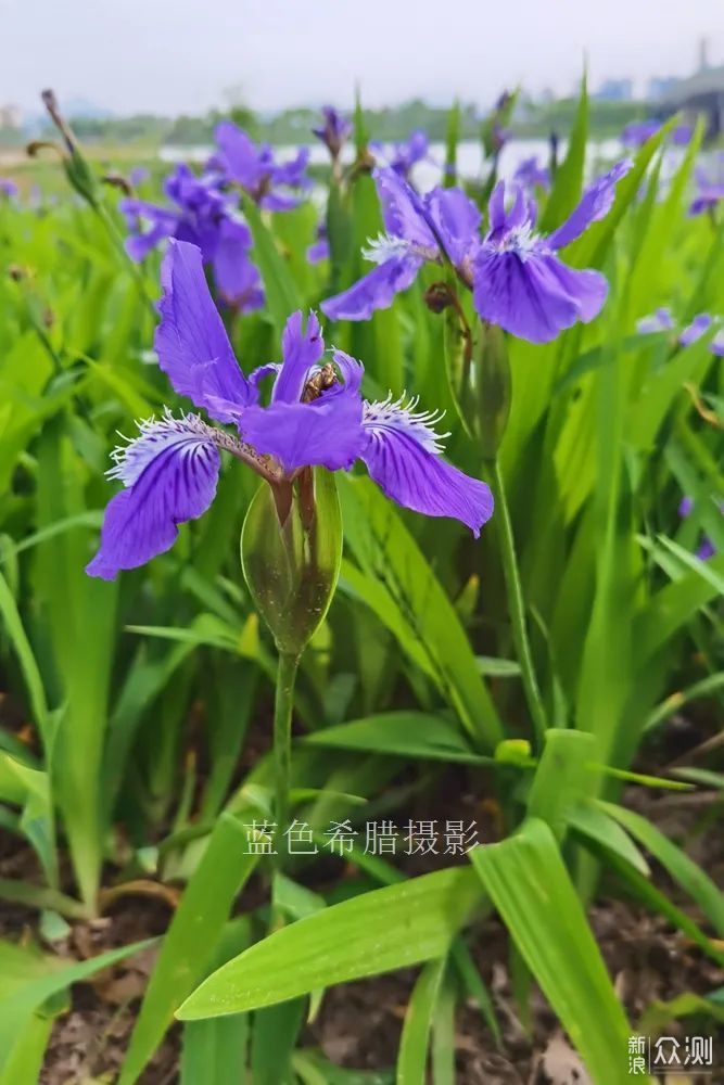 暮春，我镜头里的紫色鸢尾花，翩翩起舞_新浪众测