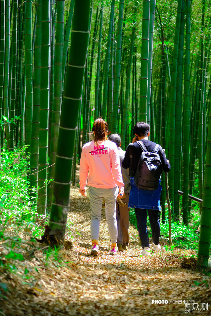 春日美好，快来宜兴竹海做一次深氧之旅吧！_新浪众测