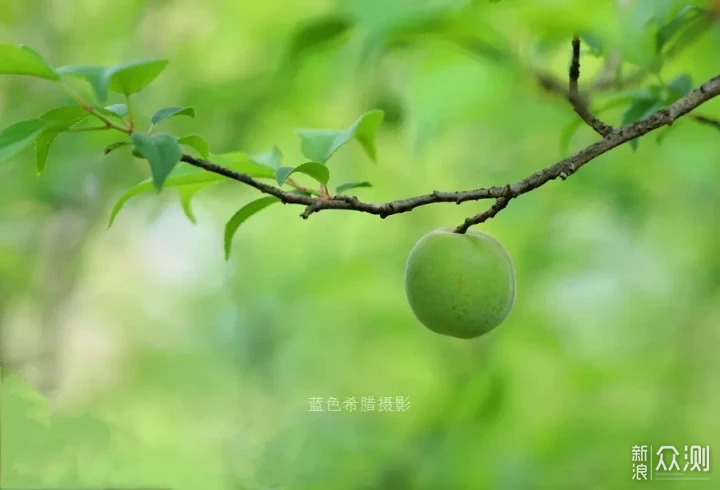 立夏：只有青梅，没有竹马_新浪众测