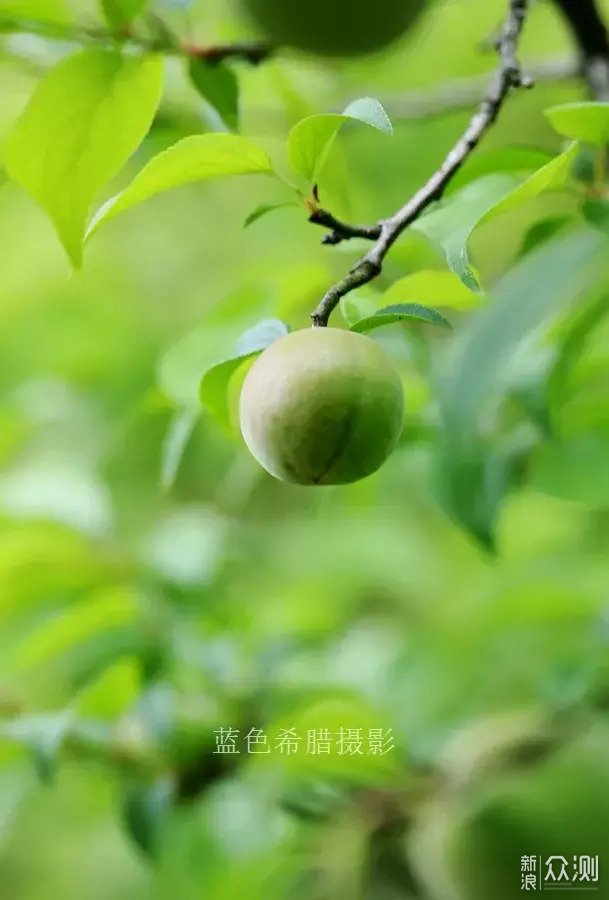 立夏：只有青梅，没有竹马_新浪众测