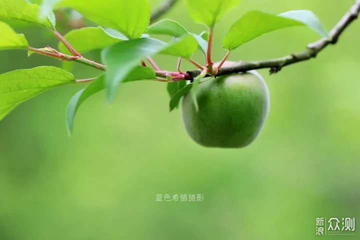 立夏：只有青梅，没有竹马_新浪众测