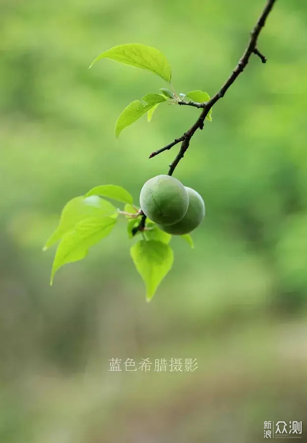 立夏：只有青梅，没有竹马_新浪众测